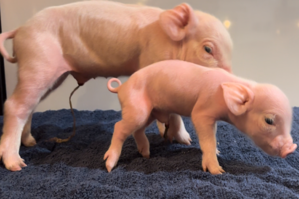 two piglets