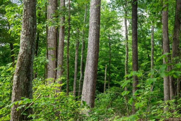 white oak trees