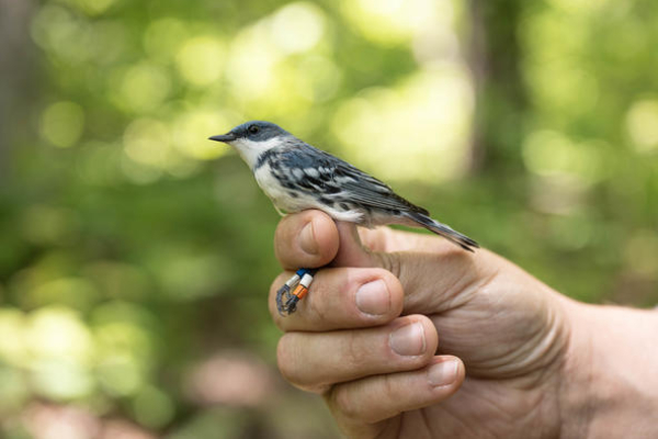 The cerulean warblers' numbers are shrinking. UK and University of Pittsburgh are creating software which could open a new path for conservation research. 