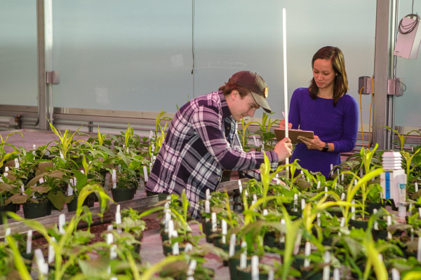 Researchers measuring hydroponic lettuce varieties in the greenhouse at the UK Horticulture Research Farm.