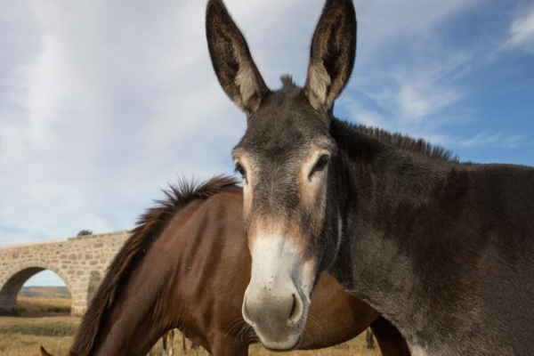 gray mule