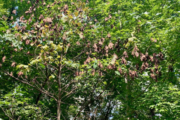 Sassafras tree with brown, wilted leaves growing in a forest 