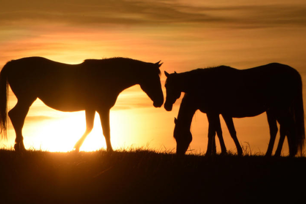 Three horses appear in silhouette on a grassy ridge at sunset. A large horse stands on the left facing two horses on the right, one with its head lowered toward the ground. The setting sun glows behind the horses, casting a warm golden-orange light.