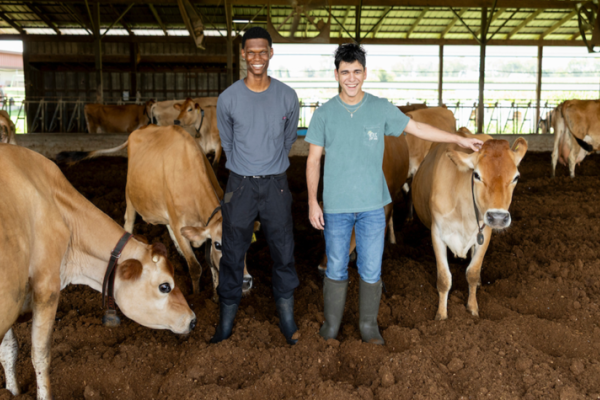 Two people wearing rubber boots stand among several light-brown dairy cows inside a covered barn. One person rests a hand on a cow beside them, while other cows stand or lower their heads in the dirt-covered enclosure.