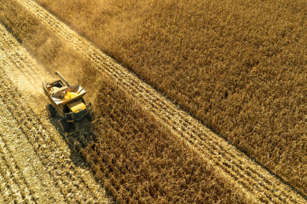 Aerial view of a combine harvester harvesting a large golden cornfield. The machine moves through rows of mature corn, leaving harvested strips behind while a cloud of dust trails in its wake under bright sunlight.