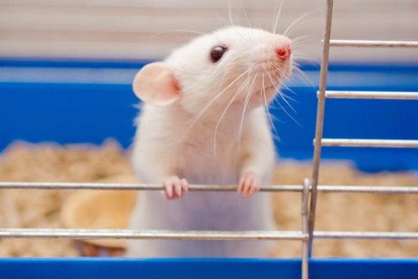 an albino rat stands against the edge of an open enclosure.