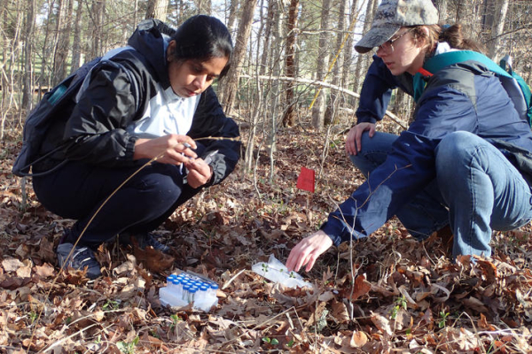 Two people crouch on a leaf-covered forest floor collecting plant samples during field research. One person holds a small specimen bag while the other reaches toward a cluster of low-growing plants. 