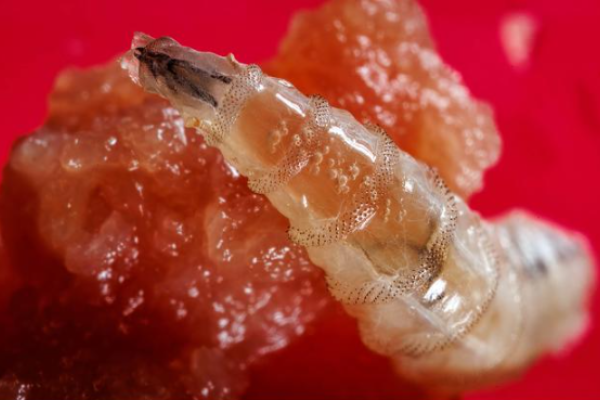 secondary screwworm posed stretched out with a red background 