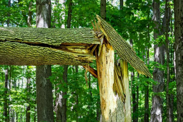 Close-up of a tree in a forest that has snapped and split apart, exposing jagged, light-colored wood beneath the bark. A large fallen section of the trunk rests across the broken stump, while surrounding trees and dense green foliage fill the background. 