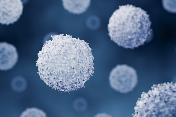 Close-up microscopic-style image of multiple round, textured white cell-like structures suspended against a dark blue background. A large spherical structure is in sharp focus near the center, while others appear at varying sizes and depths.