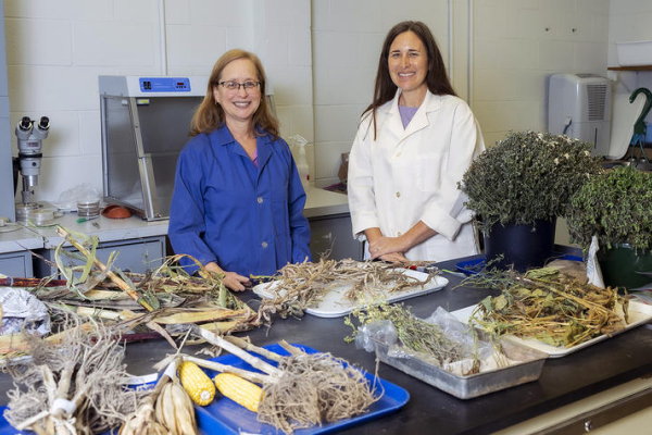 Two researchers in lab coats stand behind a laboratory worktable covered with dried plant samples, roots, stems, leaves and ears of corn. Buckets of harvested herbs and trays of plant material are arranged across the table.