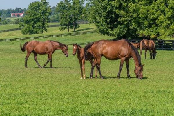 18-08-27%20Mill%20Ridge%20Farm%20-%20Horses%20-%20Photo%20by%20Jimmy%20Henning.jpeg