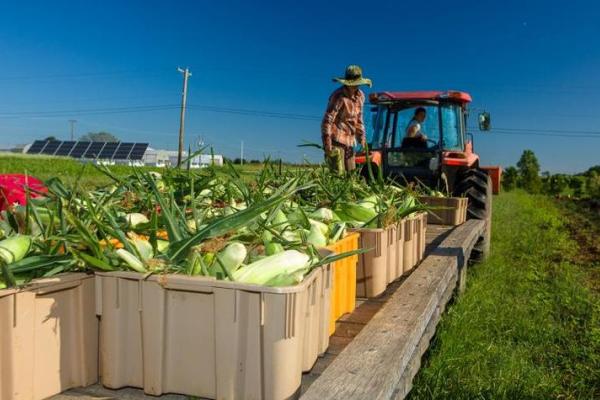 19-02-22%20-%20Sweet%20Corn%20Harvest%20-%20UK%20-%20Photo%20by%20Matt%20Barton.jpg