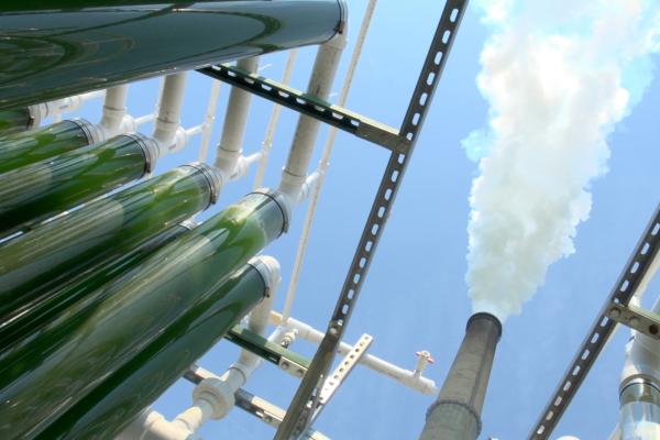 Algae%20CO2%20TN1.jpg