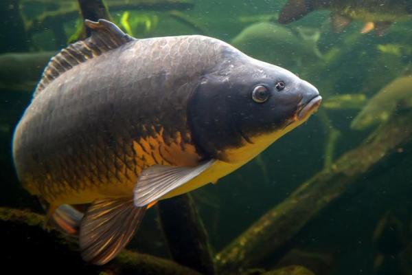 Carp.jpeg
