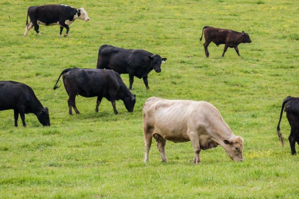 CattleGrazing_MB.jpg