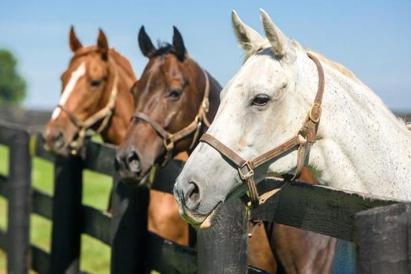Horses2_MB.jpg