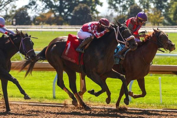 Racehorses_CarterSkaggs.jpg