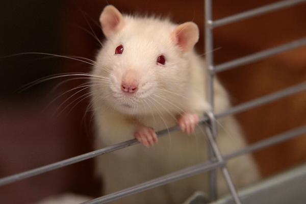 Rat2_AdobeStock.jpeg