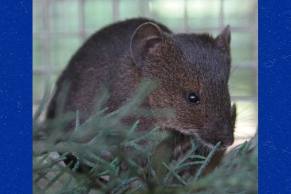 brush-furred%20mouse.jpg