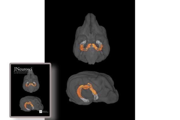 j_neuroscience_cover%20final.jpg