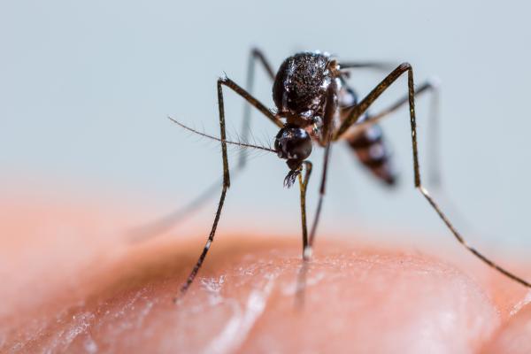 mosquito-mateTN_0.jpg
