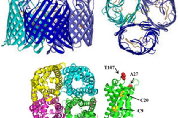 protein-folding.jpg