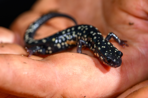 salamander.png