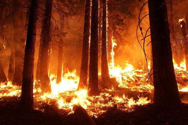 wildfire-1105209_1280%20%281%29.jpg