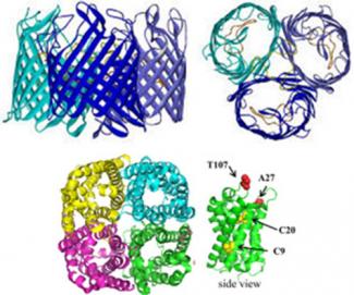 protein interactions