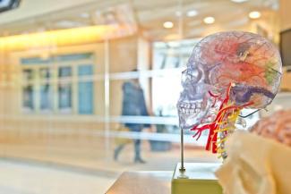 brain model display