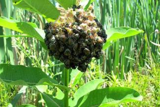 Japanese beetles feeding on a milkweed plant