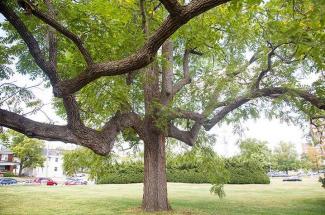 Large tree on UK's campus