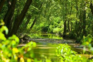 Robinson Forest Stream