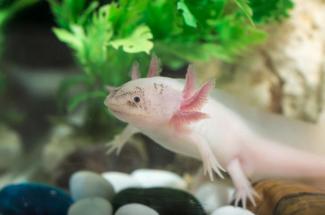 axolotl