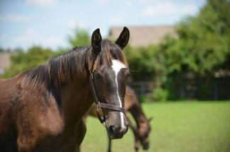 Photo of horses in a field