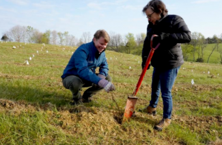 Rob Samuels, of Maker's Mark, and Dean Nancy Cox plant seedlings at Star Hill Farm. Photo provided by Maker's Mark.