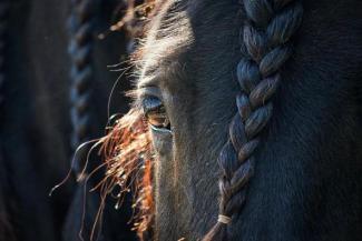 The 2022 Kentucky Equine Survey will soon be hitting mailboxes across the state. Photo by Hannah Waroway.