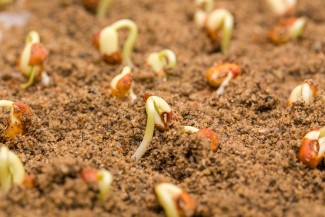 A University of Kentucky researcher is leading a study that could help combat food insecurity. Photo by Steve Patton, UK Agricultural Communications.