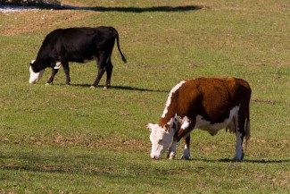 Ronald Trotta has been awarded a significant grant to study a $2 billion issue — fescue toxicosis. Photo courtesy of Steve Patton.