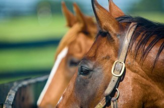 The profile of a horse's head on a farm