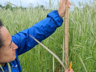 Patricia Moreno-Cadena measures cereal rye grass.