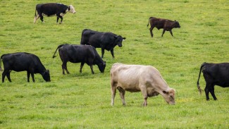 cattle grazing in a field