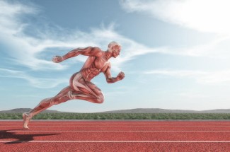 animated runner showing muscular structure