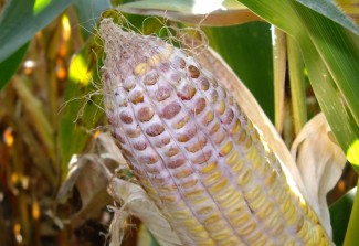 Gibberella ear rot is generally caused by the fungus Fusarium graminearum.