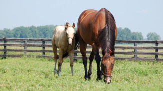 horse and foal in a field