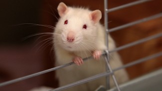 rat