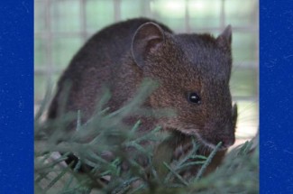 brush-furred mouse