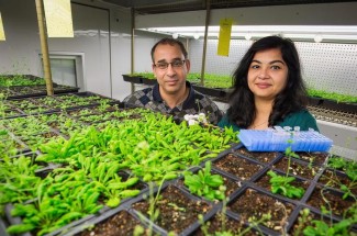 Pradeep (left) and Aarda Kachroo (right) are leading experts in plant pathology