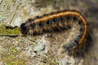 Eastern tent caterpillar